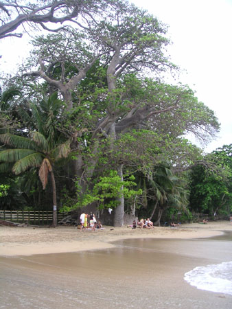 Baobab a Boueni