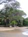 Baobab a Boueni