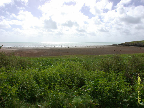 Mangrove en plantation 