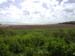 Mangrove en plantation 
